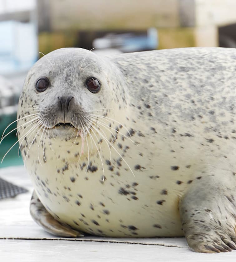 北海道のアザラシ保護施設「オホーツクとっかりセンター」のナオミちゃん（南幅俊輔撮影）