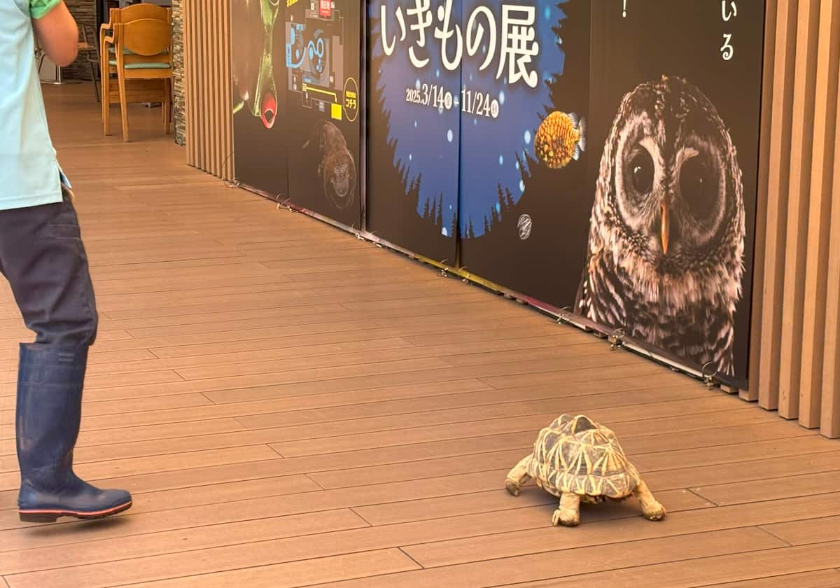 サンシャイン水族館　カメ
