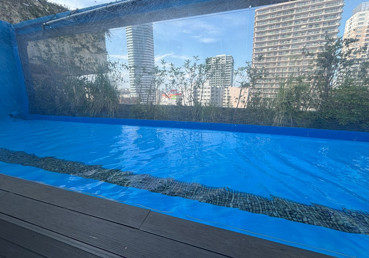 サンシャイン水族館　天空のペンギン水槽