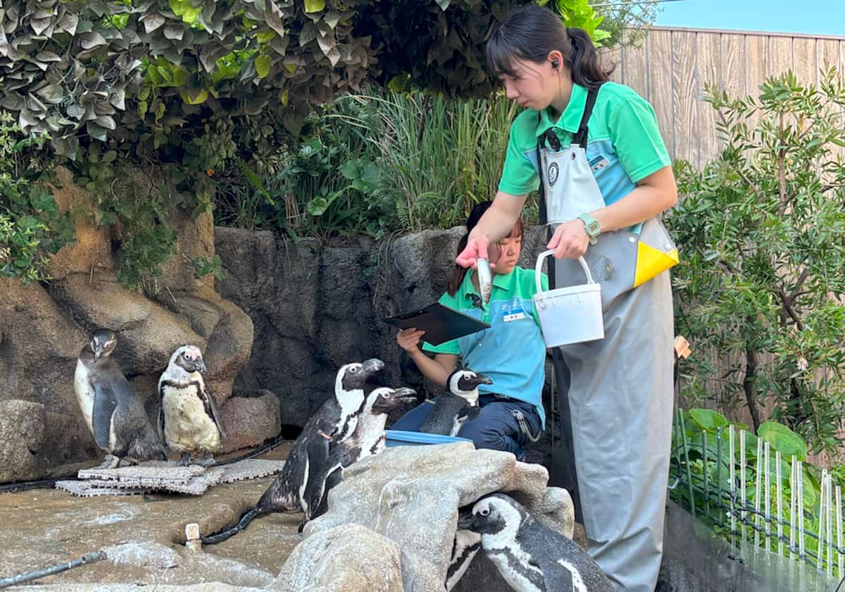 サンシャイン水族館　天空のペンギン