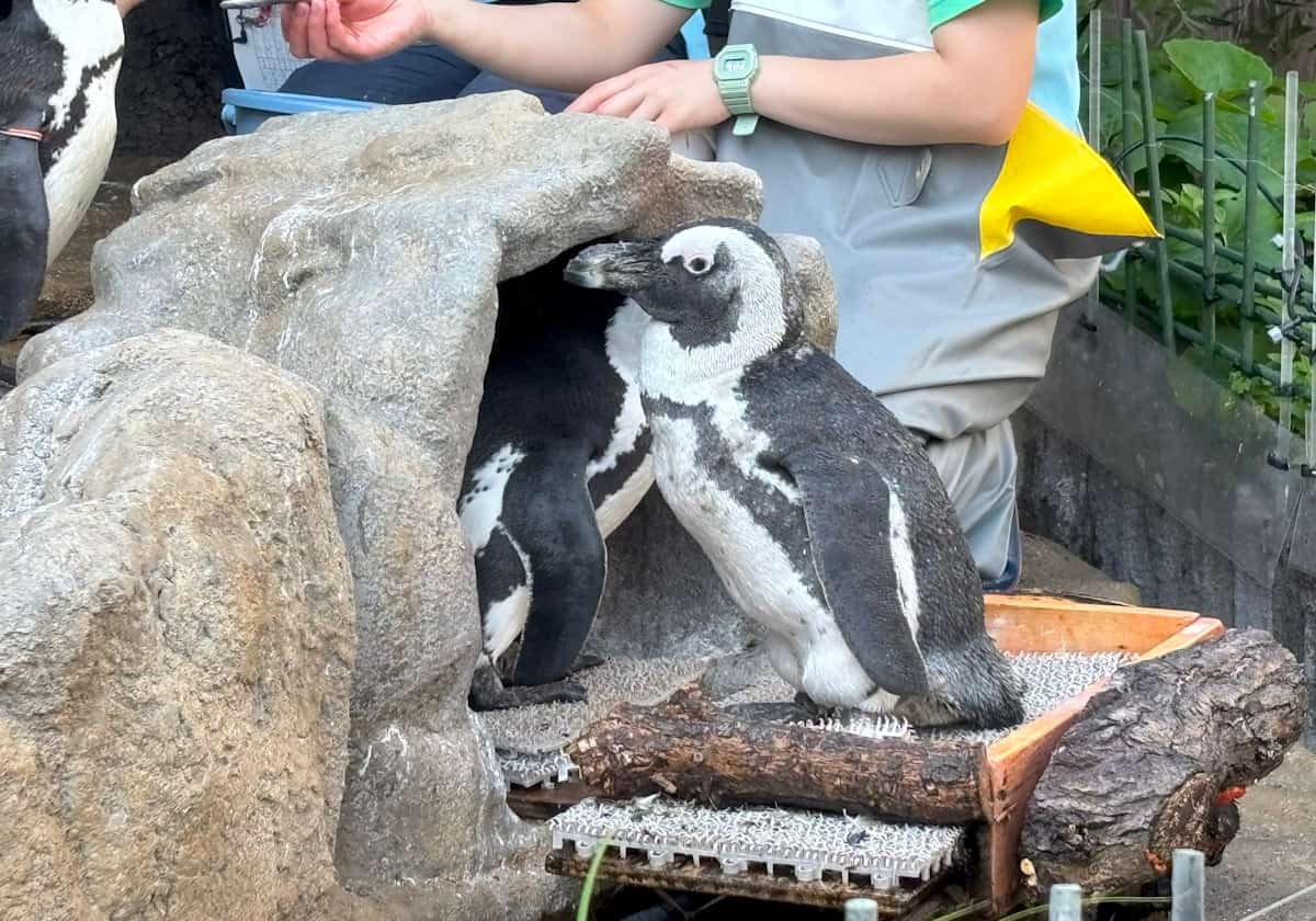 サンシャイン水族館　天空のペンギン