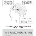 脳が育つ順番
