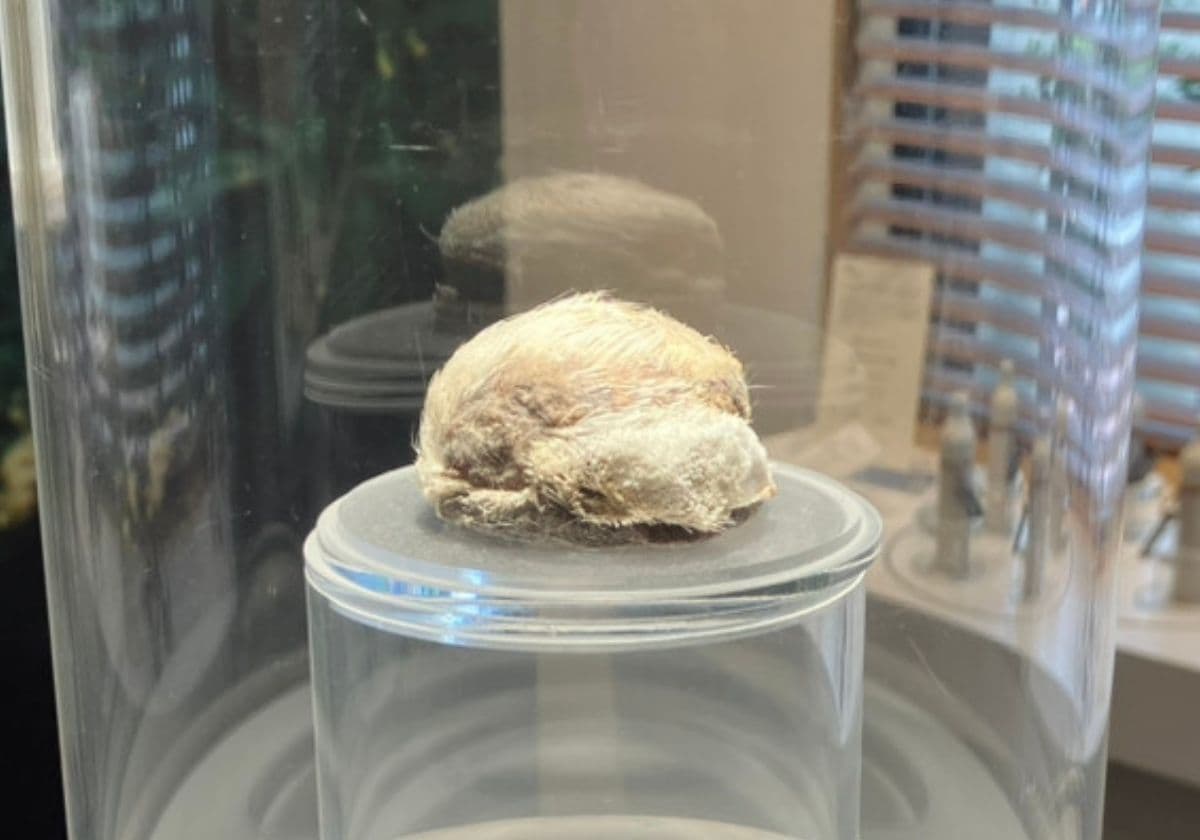 薫習館