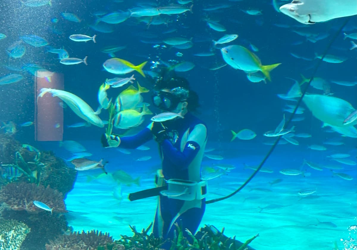 サンシャイン水族 クラゲパノラマ水槽