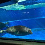 サンシャイン水族館　バイカルアザラシ