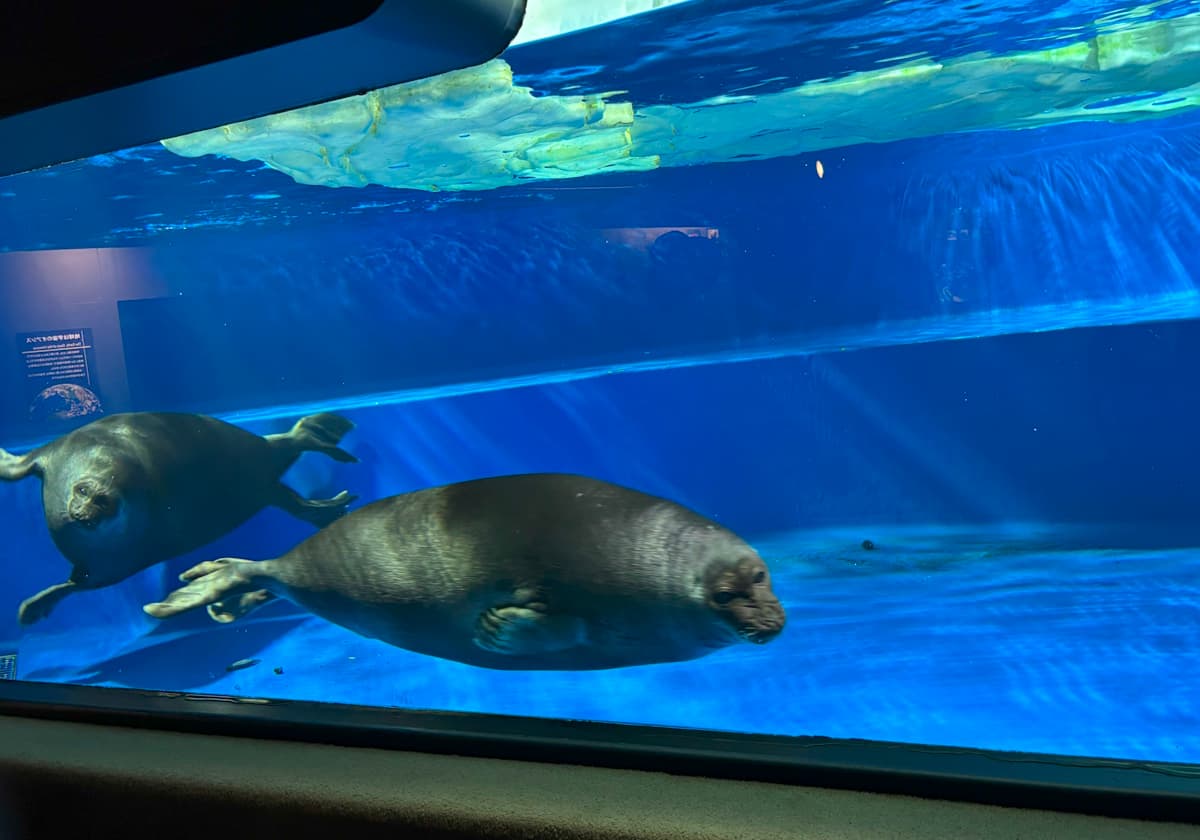 サンシャイン水族館　バイカルアザラシ