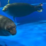 サンシャイン水族館　バイカルアザラシ