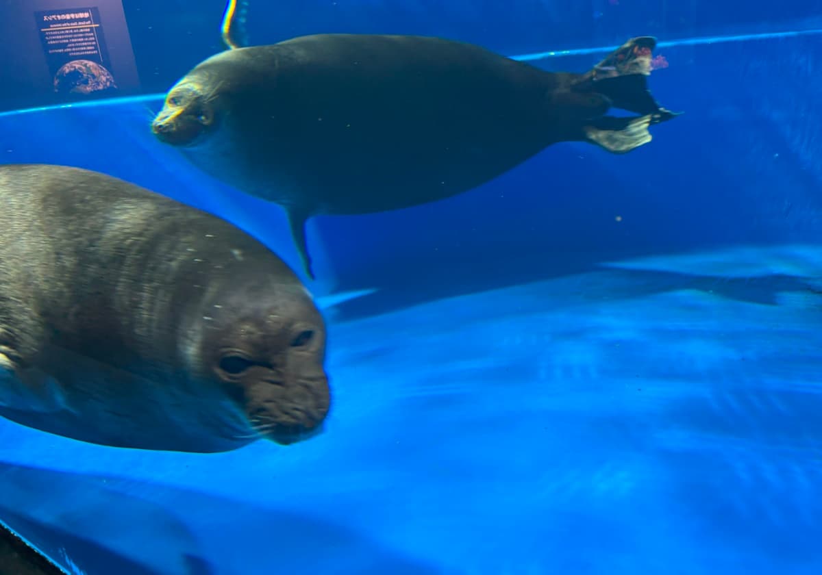 サンシャイン水族館　バイカルアザラシ
