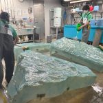 サンシャイン水族館　バイカルアザラシ