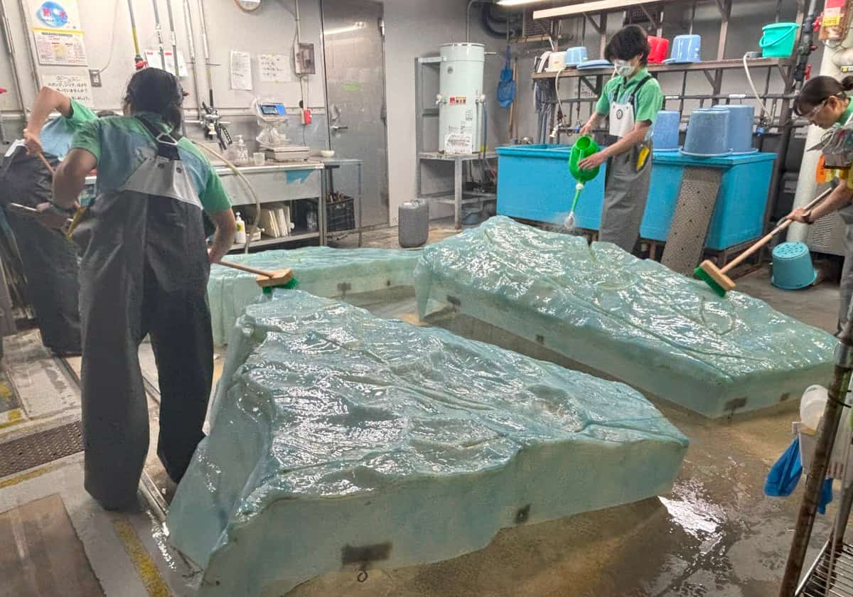 サンシャイン水族館　バイカルアザラシ