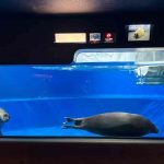 サンシャイン水族館　バイカルアザラシ
