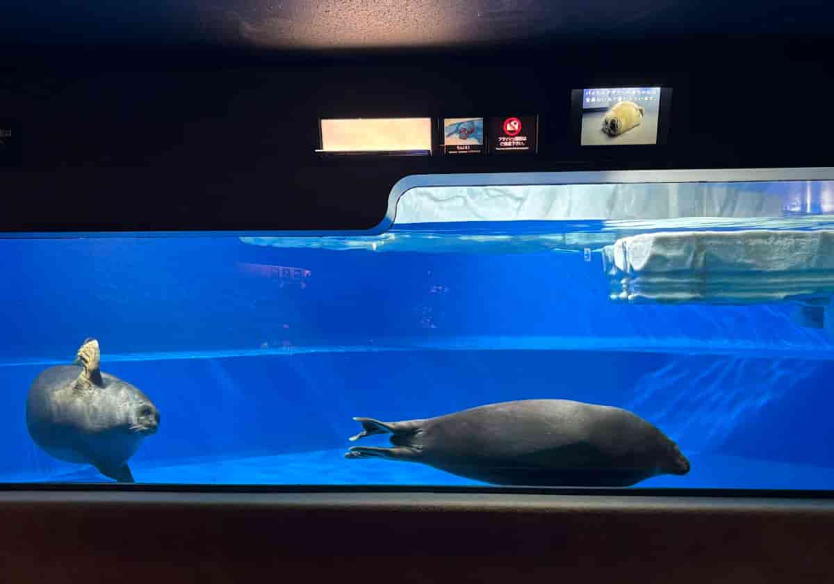 サンシャイン水族館　バイカルアザラシ