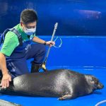 サンシャイン水族館　バイカルアザラシ