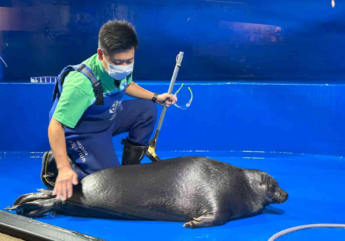 サンシャイン水族館　バイカルアザラシ