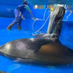 サンシャイン水族館　バイカルアザラシ