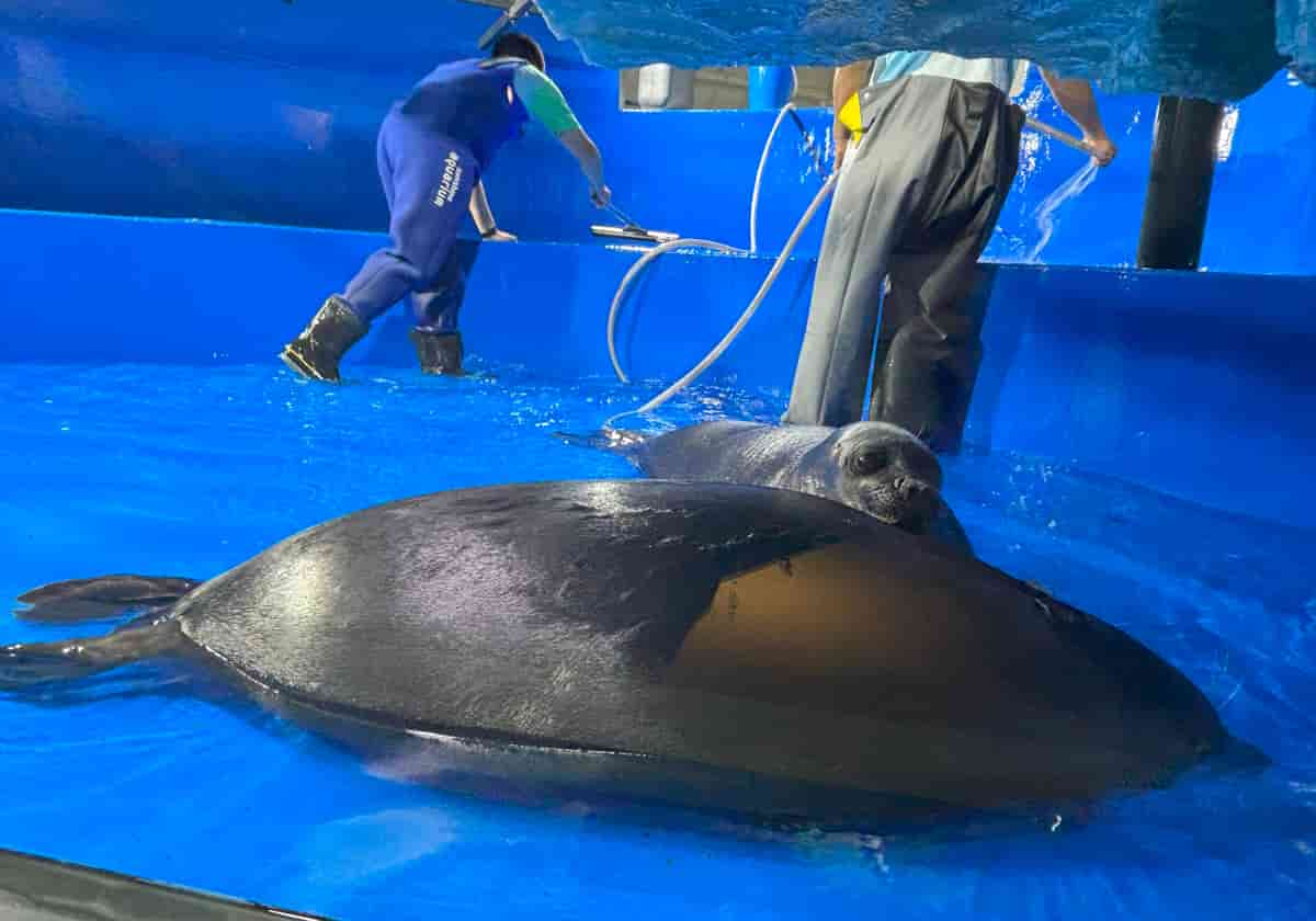 サンシャイン水族館　バイカルアザラシ