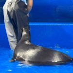 サンシャイン水族館　バイカルアザラシ