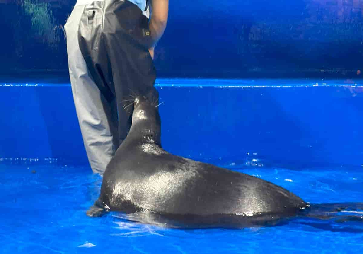 サンシャイン水族館　バイカルアザラシ