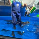 サンシャイン水族館　バイカルアザラシ
