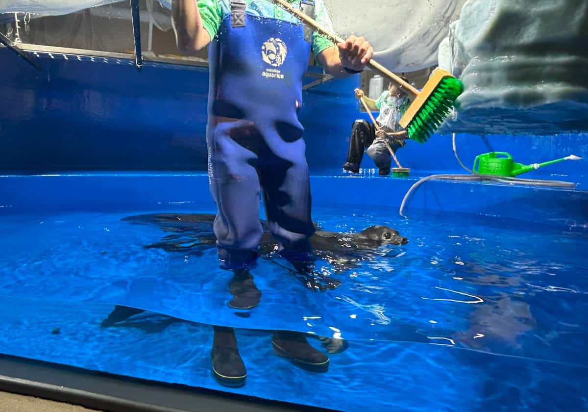 サンシャイン水族館　バイカルアザラシ