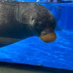 サンシャイン水族館　バイカルアザラシ
