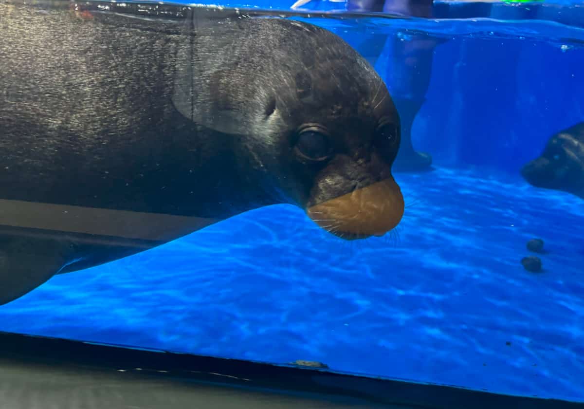 サンシャイン水族館　バイカルアザラシ