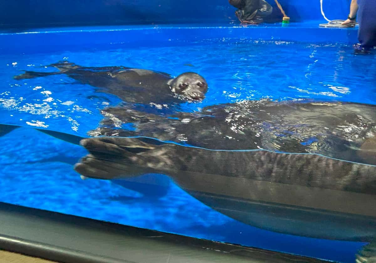 サンシャイン水族館　バイカルアザラシ