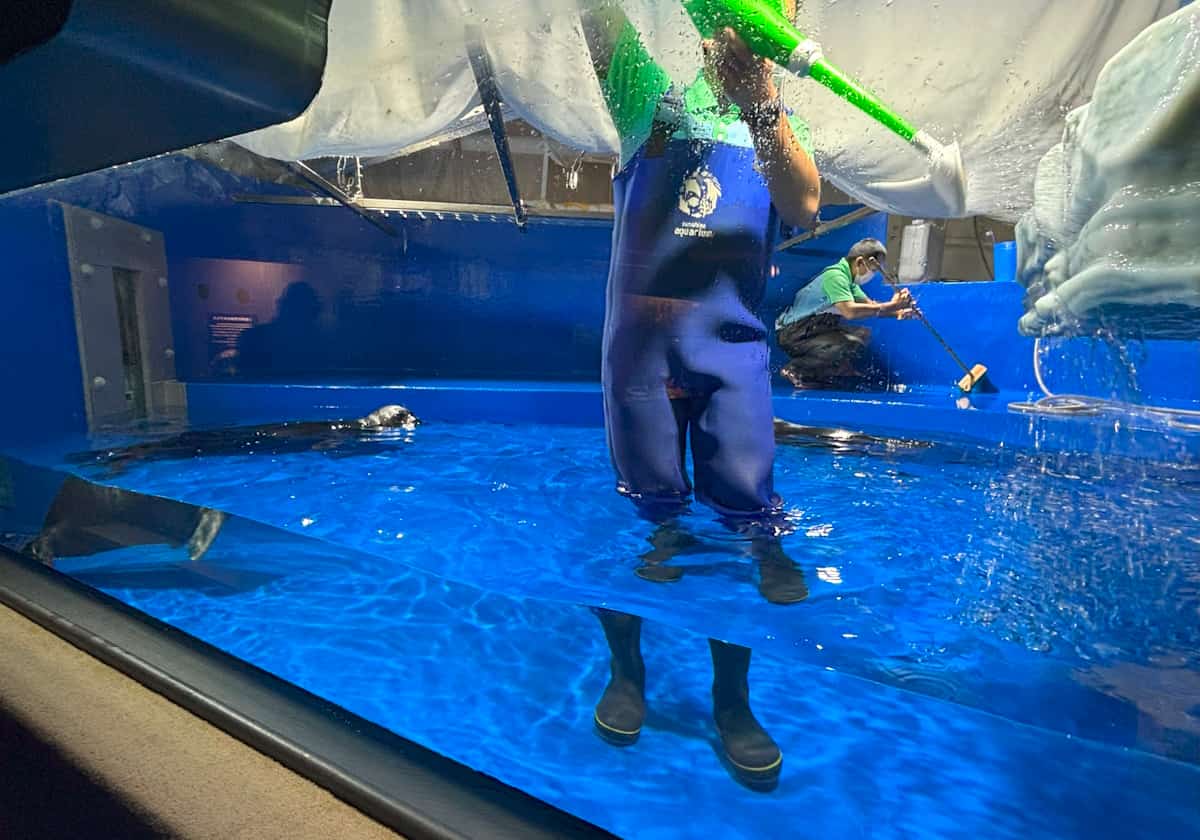 サンシャイン水族館　バイカルアザラシ