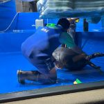 サンシャイン水族館　バイカルアザラシ