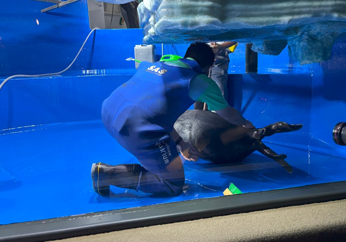 サンシャイン水族館　バイカルアザラシ