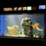 サンシャイン水族館　チョウチョウウオ