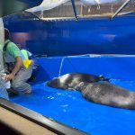 サンシャイン水族館　バイカルアザラシ