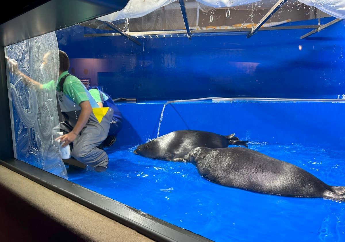 サンシャイン水族館　バイカルアザラシ