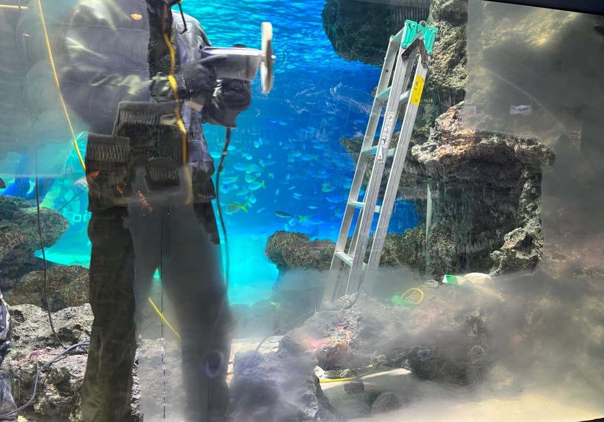 サンシャイン水族館　チョウチョウウオ