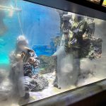サンシャイン水族館　チョウチョウウオ