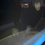 カブトクラゲ