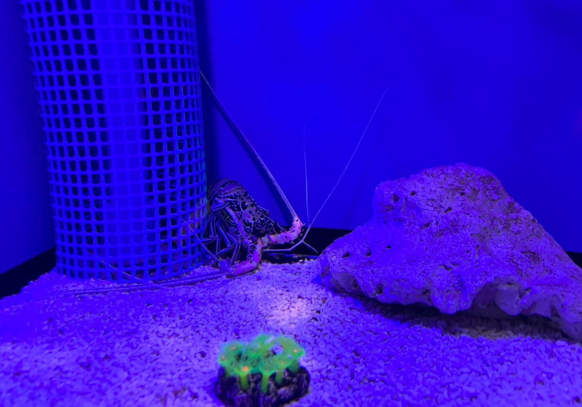ゴシキエビ