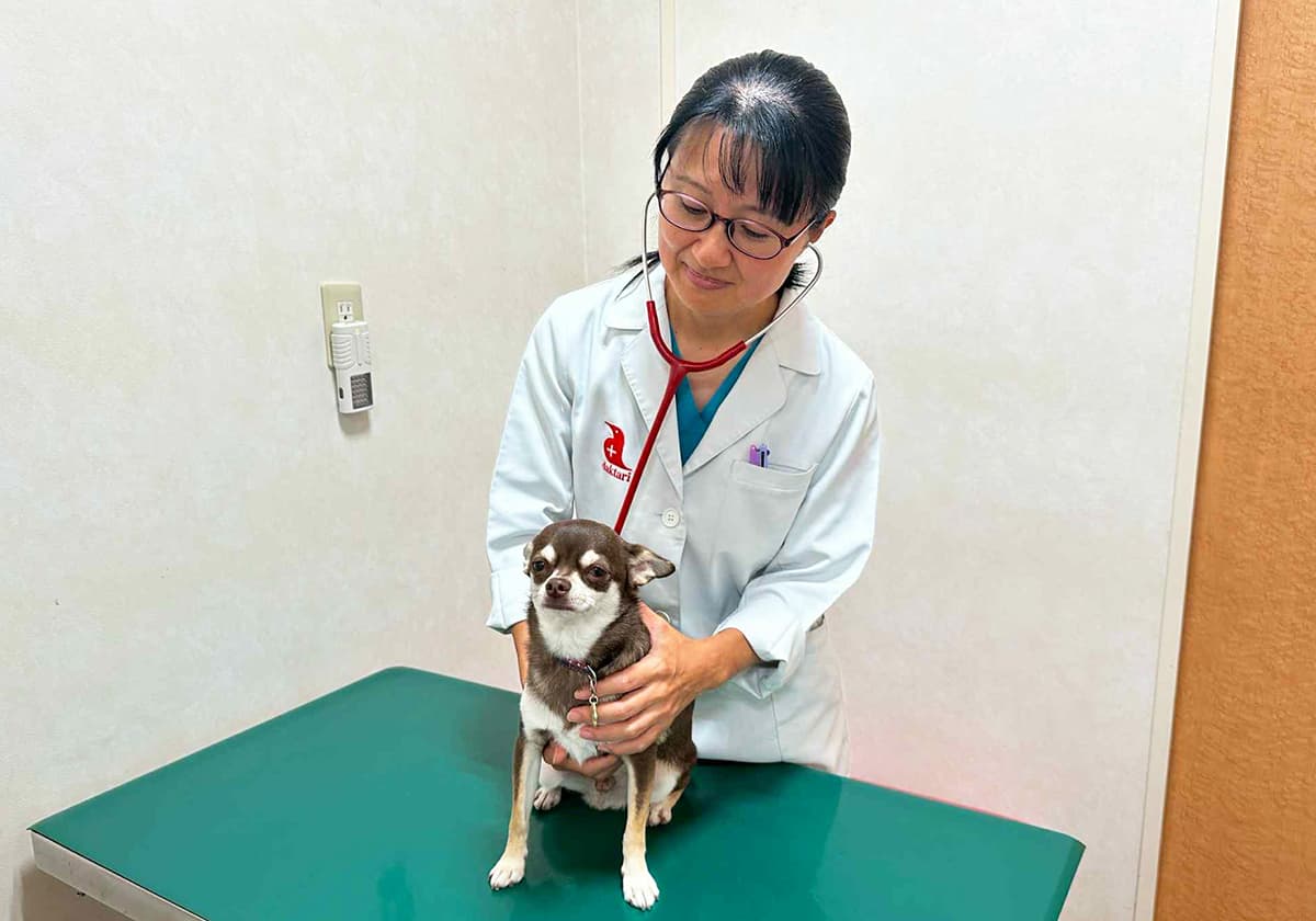 獣医師の齋藤麻実子さん