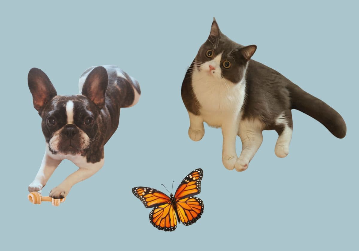 英語と日本語の使い分けは? バイリンガル家庭に生まれた子の言葉の覚え方【ゆる英語子育て④】の画像1