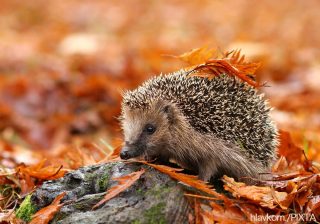 思春期に「急に無口になる子」と「もともと無口な子」の違い（思春期の子との接し方は、やさしい動物たちが教えてくれる 第6回）